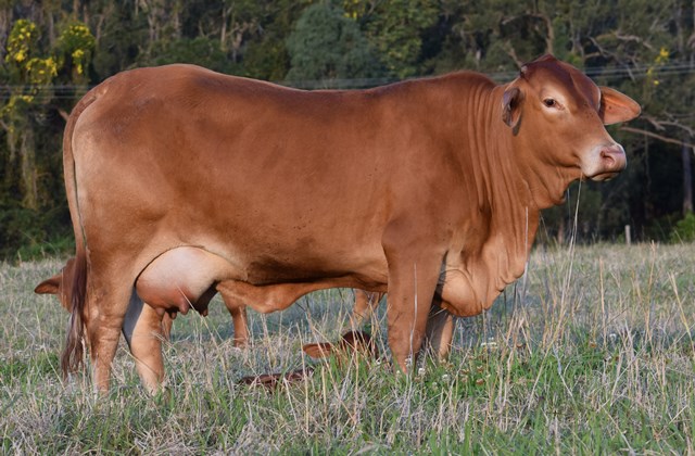 Bryvonlea Fancy Sara 1063